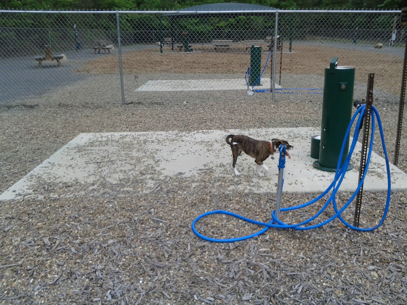 A dog patiently waits to be hosed off after playing hard at HSV DeSoto Dog Park.