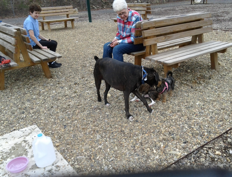 Humans and Canines Relax in Comfort under the canopy at HSV DeSoto Dog Park