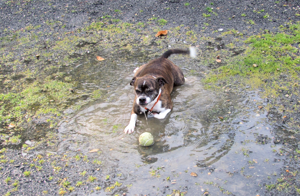 AFter a recent rain one of Hot Springs Village Dogs lays in a puddle of water at the Hot Springs Village Dog Park.