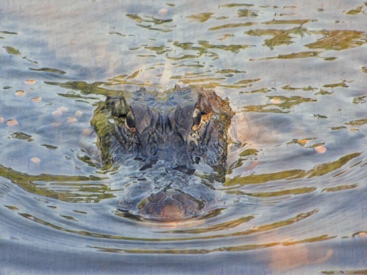 Louisiana Alligator Swimming in the Swamp.