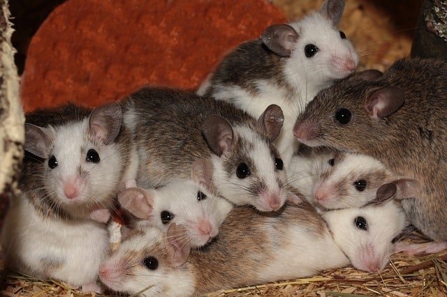 mice huddling in hsv, ar