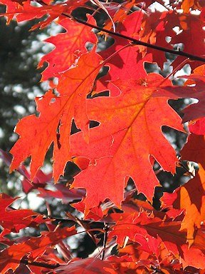 maple leaf hsv cooler weather