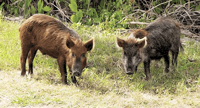 potential problems with feral hogs hsvpoa
