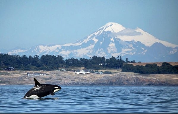 San Juan Island Frank Leeming