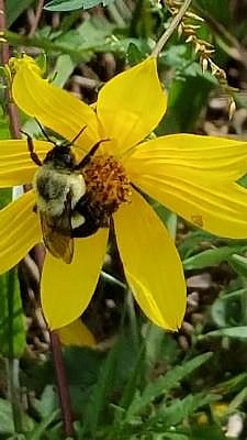 Hot Springs Village black-eyed susan wildflower with bee