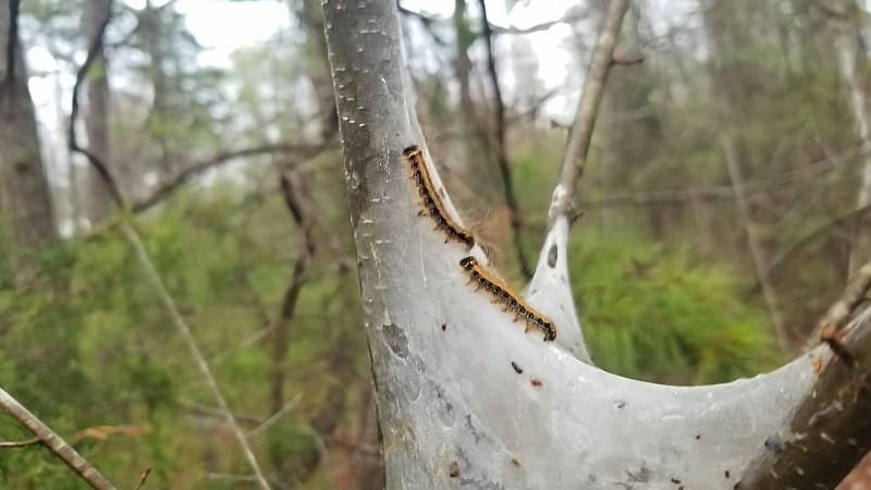 Tent Caterpillars emerge in Spring - Hot Springs Village, AR
