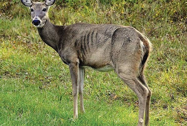 hot springs village deer to feed or not?  deer with chronic wasting disease